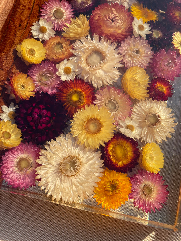 *PRE ORDER - Sally Organic Strawflowers Board 300mm x 300mm